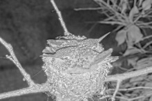 Brook and Summers last night on the nest - June 21st