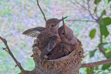 Brook flappies kiss 18 days old - June 18th