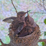 Brook flappies kiss 18 days old - June 18th Brook flappies kiss 18 days old - June 18th