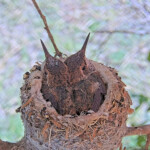 Brook on the left 16 and Summer on the right 18 days old - June 16th Brook on the left 16 and Summer on the right 18 days old - June 16th