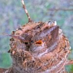 Brook on the left 17 and Summer on the right 19 days old - June 17th Brook on the left 17 and Summer on the right 19 days old - June 17th