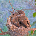 Brook on the left 20 and Summer on the right 22 days old - June 20th Brook on the left 20 and Summer on the right 22 days old - June 20th
