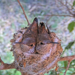Brook on the left 21 and Summer on the right 23 days old - June 21st Brook on the left 21 and Summer on the right 23 days old - June 21st