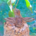 Chicks 17 days old Dawn doing flappies January 25th
