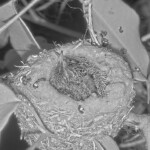 Chicks 9 and 10 days old, first night alone on the nest - April 27th