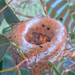 Chicks are one and two days old - April 19th