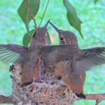 Chicks doing flappies 24 days old February 1st