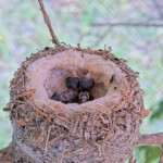 Chicks first day together - May 31st Chicks first day together - May 31st