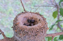 Chicks first day together - May 31st