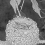 Chicks first night alone on the nest - March 18th