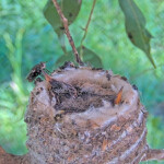 Chicks have a visitor from a Hefty Fly - March 19th