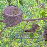 Chicks play fighting - April 5th