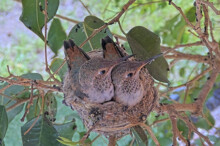Chicks keep returning to the nest - March 21st