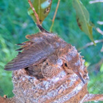Cute, Sunny 19 and Skye 20 days old - March 28th