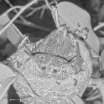 Cute chicks at night - Two headed bird - May 4th