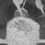 Dawn and Dusk 13 days old first night alone on the nest January 21st