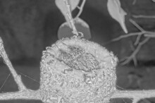 Dawn and Dusk 13 days old first night alone on the nest January 21st