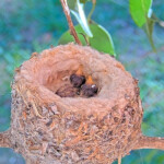 Dawn and Dusk 3 days old January 11th