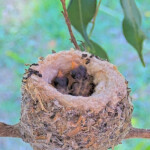 Dawn and Dusk 5 days old January 13th