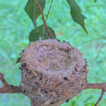 Empty nest after Dawn and Dusk fledged, February 4th