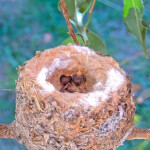 Dawn and Dusk 1 day old January 9th