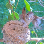 Dawn and Dusk continue to practice flying all day February 3rd