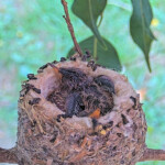 Dawn and her little wings 12 days old January 20th