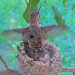 Dawn does flappies on the rim 22 days old January 30th