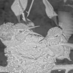 Dawn 27 days old fledges at 6:30 AM February 4th