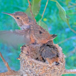 Dawn getting lift 23 days old January 31st