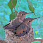 Dawn in the back and Dusk in the front 25 days old February 2nd