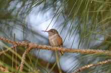 Dawn in the pine tree after fledge 27 days old February 4th