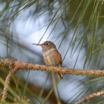Dawn in the pine tree after fledge 27 days old February 4th