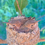 Dusk on the left and Dawn on the right 21 days old January 29th