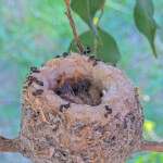 Dawn on the left and Dusk on the right 8 days old January 16th