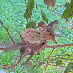 Dawns 3rd flight 26 days old February 3rd