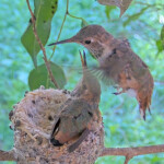 Dawns 2nd flight 26 days old February 3rd