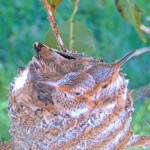 Doing the 2 headed bird 19 and 21 days old - March 28th