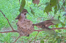 Dusk fledges the nest at 9:01 AM 27 days old February 4th