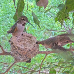 Dusk fledges the nest at 9:01 AM 27 days old February 4th