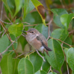 Dusk in the Ficus tree after fledge 27 days old February 4th