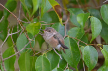 Dusk in the Ficus tree after fledge 27 days old February 4th