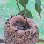 Dusk in the back and Dawn in the front 11 days old January 19th_