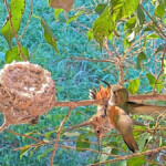 Dusk 27 days old is attacked by female Allen's 7:10 AM