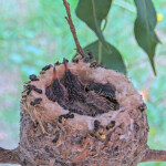 Dusk on the left Dawn on the right 12 days old January 20th