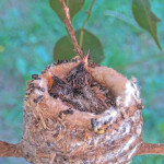 Dusk on the left Dawn on the right 13 days old January 21st