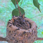 Dusk on the left Dawn on the right 14 days old January 22nd