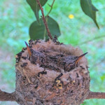 Dusk on the left Dawn on the right 16 days old January 24th