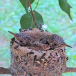 Dusk on the left Dawn on the right 17 days old January 25th