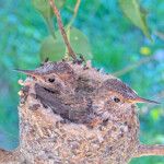 Dusk on the left and Dawn on right 20 days old January 28th